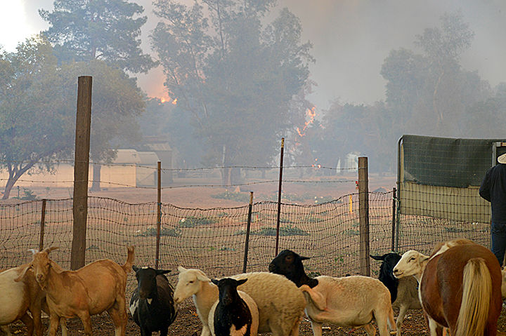 Goats being evacuated